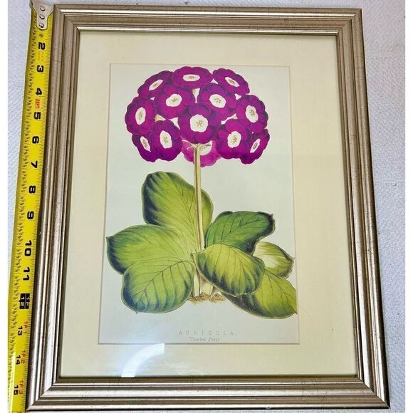 Auricula “Charles Perry” Framed and Matted Print 16” x12” - Picture 7 of 9